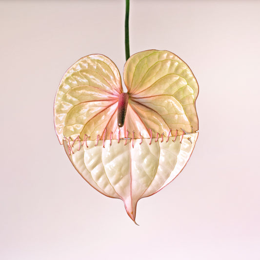 Recomposición