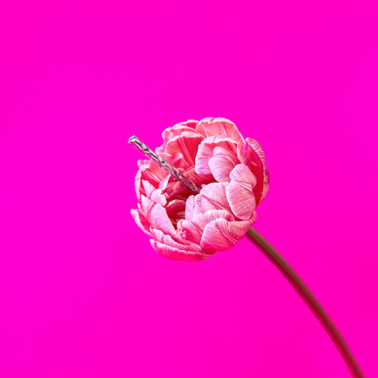 La Vie en Rose