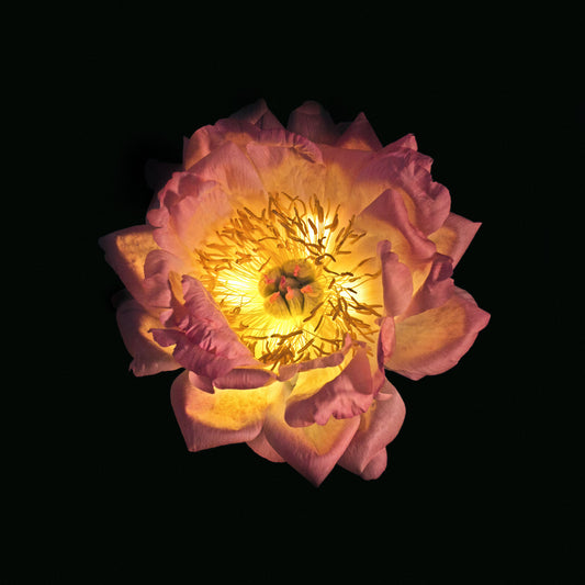 Luz