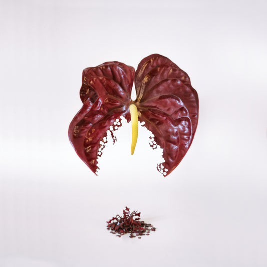 Descomposición